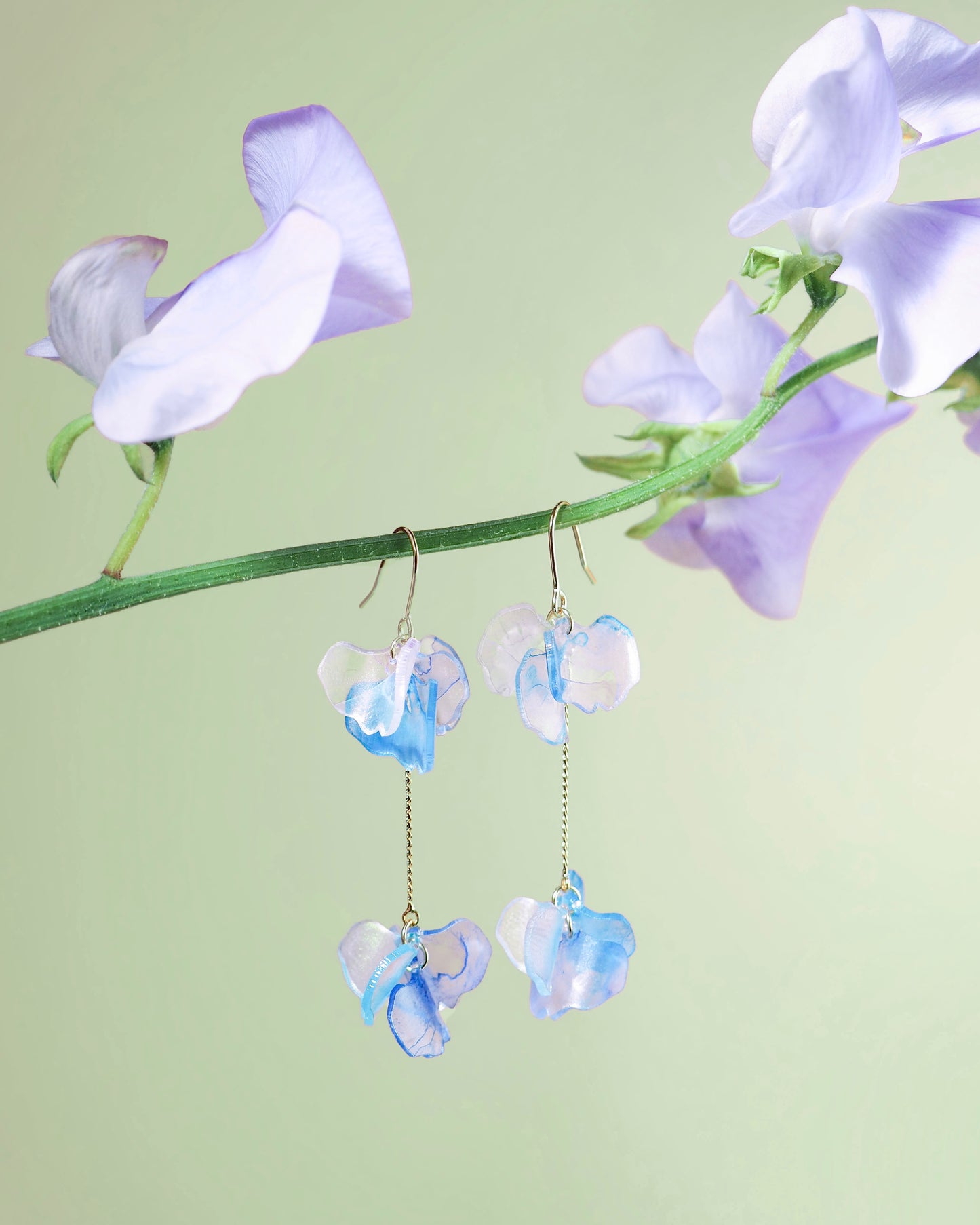 Sweet Pea：Double
